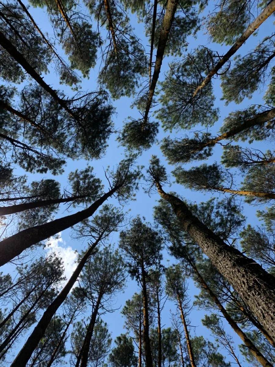 Menengadah ke sela batang pohon di Hutan Pinus Mangunan menuju langit biru